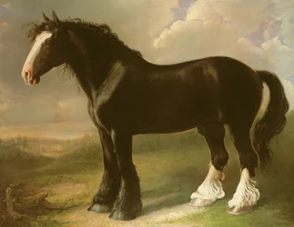 古いイギリスの黒馬